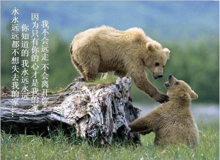 我只想说声爱你,只想再爱你一次