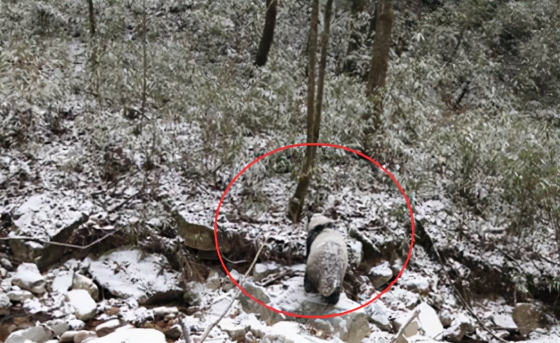 熊猫为什么黑白相间是为了伪装,熊猫为了躲避饲养员伪装成蒲公英