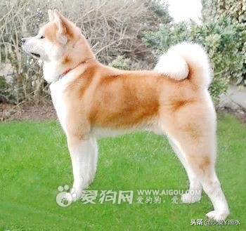 比尼熊狗狗价格,阿拉斯加狗狗价格