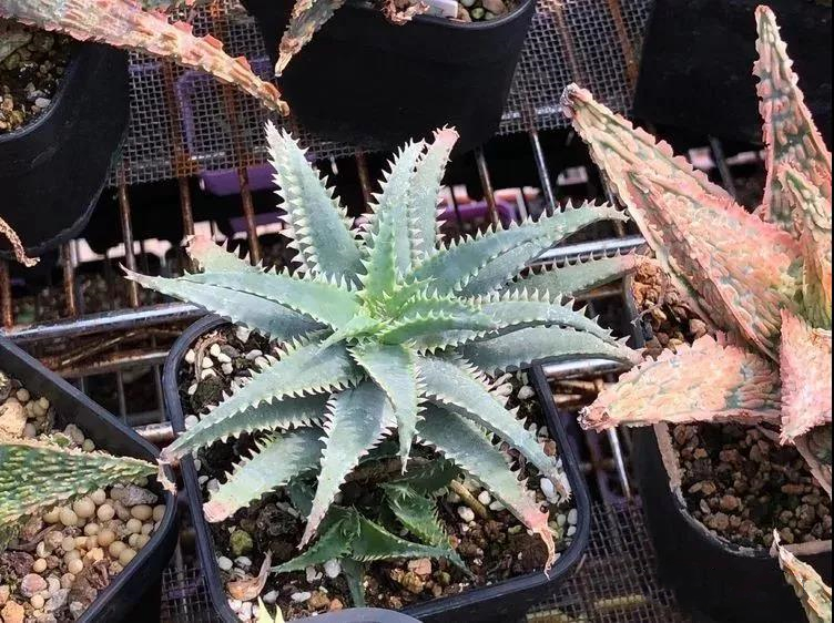 园艺观赏芦荟,园艺芦荟图鉴说明