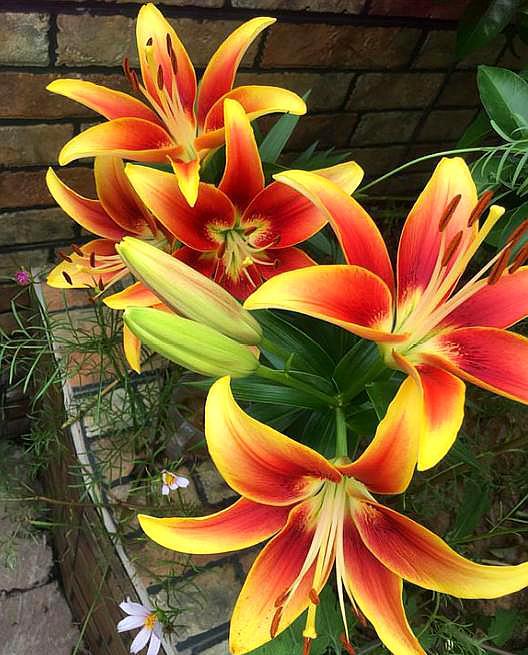 想要百合花花期长一点怎么做,想要养好花卉