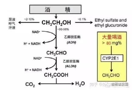 穴位快速解酒办法只需1分钟见效,酒后快速解酒办法只需1分钟见效