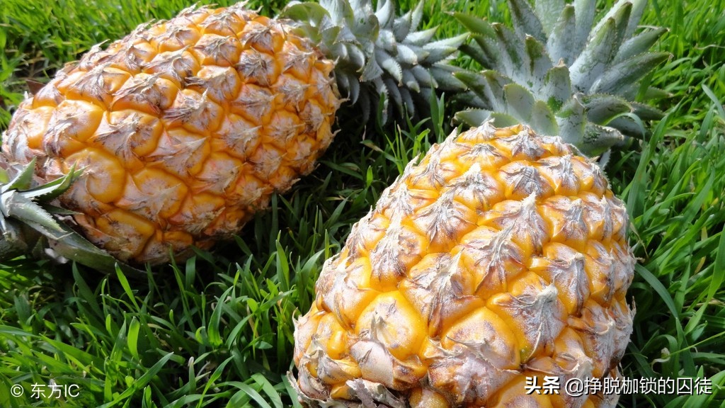 菠萝为什么上火,吃菠萝为啥容易长痘