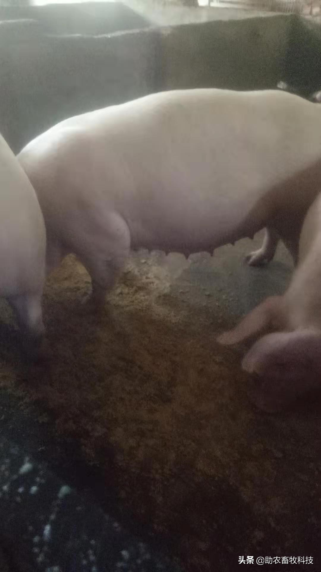 百色平果市这个猪场运用自制发酵中草药效果好，养殖信心倍增