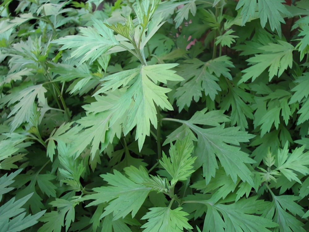 江西萍乡艾米古,萍乡养生美食