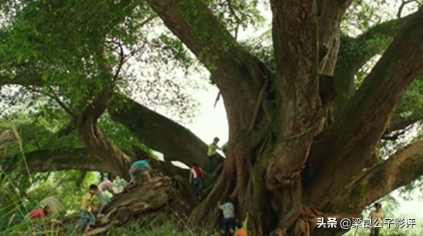 中国电影《夜莺》，乡村的祥和清净能让你找到自己吗