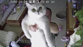 给猫咪装的摄像头是什么样子的,猫咪摄像头有哪些