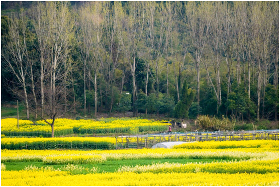 视觉江苏之五：江苏江阴——春风十里，醉美狮山湖！
