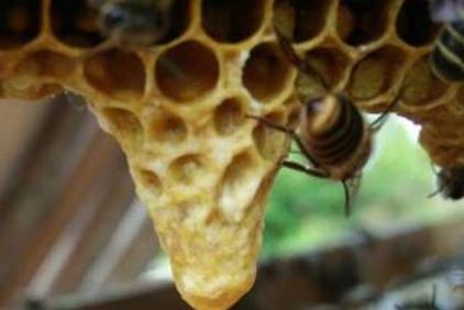 介入王台换王应注意什么,王台封盖几天可以开始介台