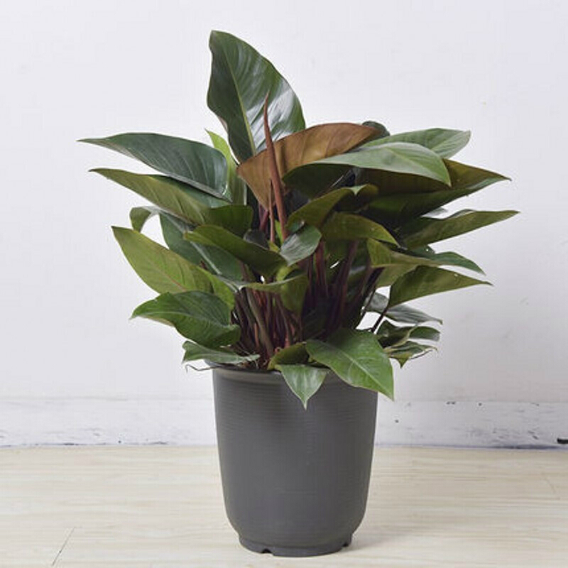 好看又好养的盆花,人养花也养人