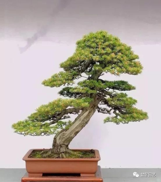 48种绝世盆景,绝世惊艳之作