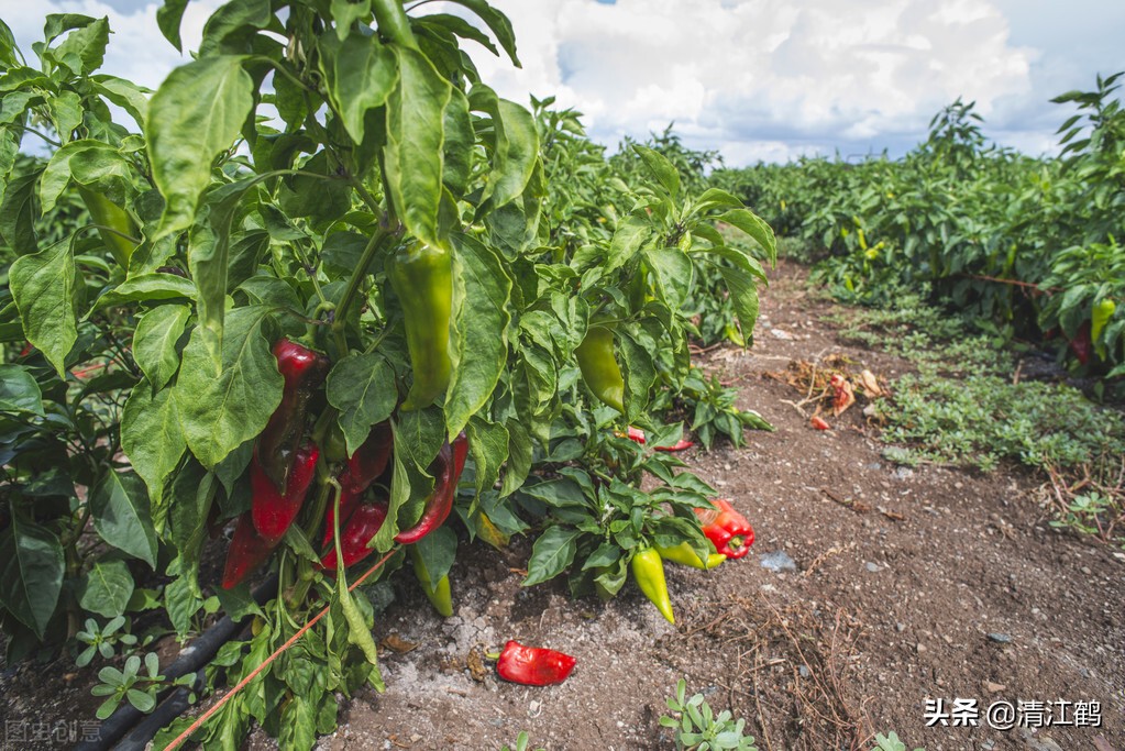 辣椒水喝了有好处吗,辣椒吃多了喝苏打水