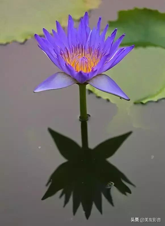 江南可采莲莲叶何田田全诗讲解,有关莲的古诗词大全