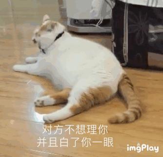 为什么现在年轻人喜欢养猫,当代年轻人不养孩子养猫