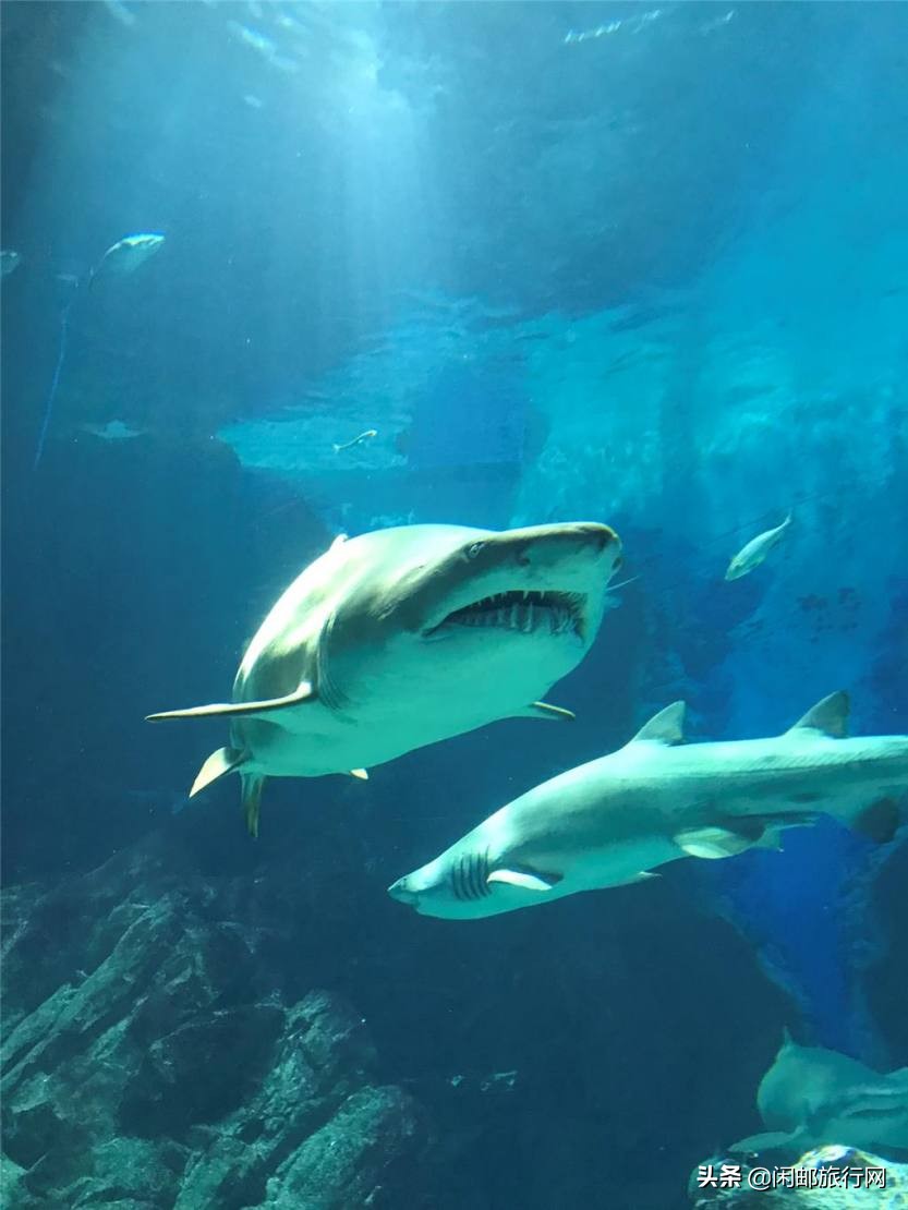 海洋量子号福冈熊本,海洋量子号邮轮游日本攻略