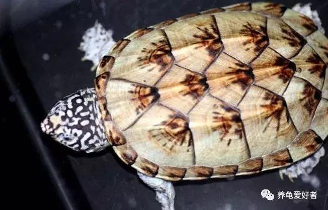 龟类冬眠期,龟什么时候开始冬眠