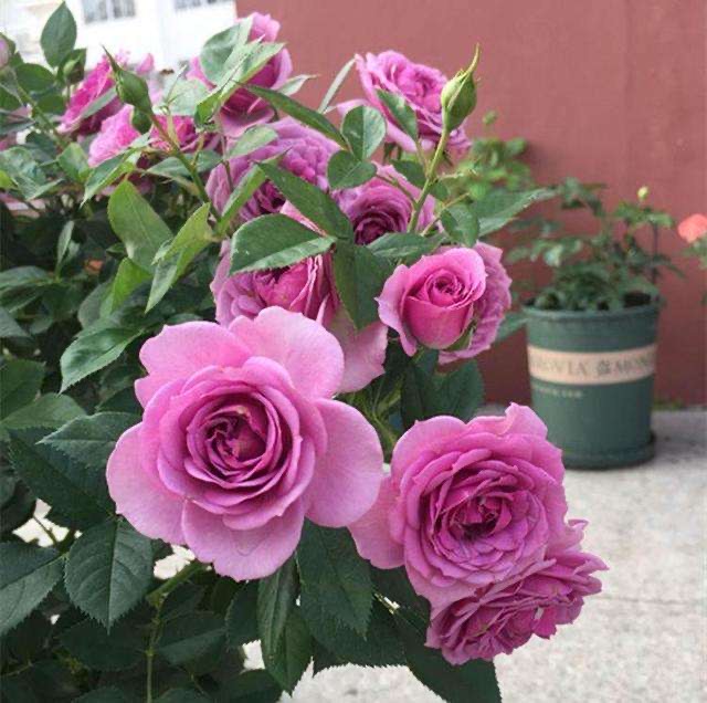 月季苗怎么养壮？记住“2点”，一年长成大盆栽，开花数量多10倍