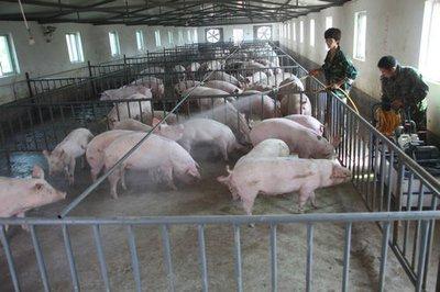 养猪必看:养猪场防疫情要做好卫生管理,这五步消毒工作是关键