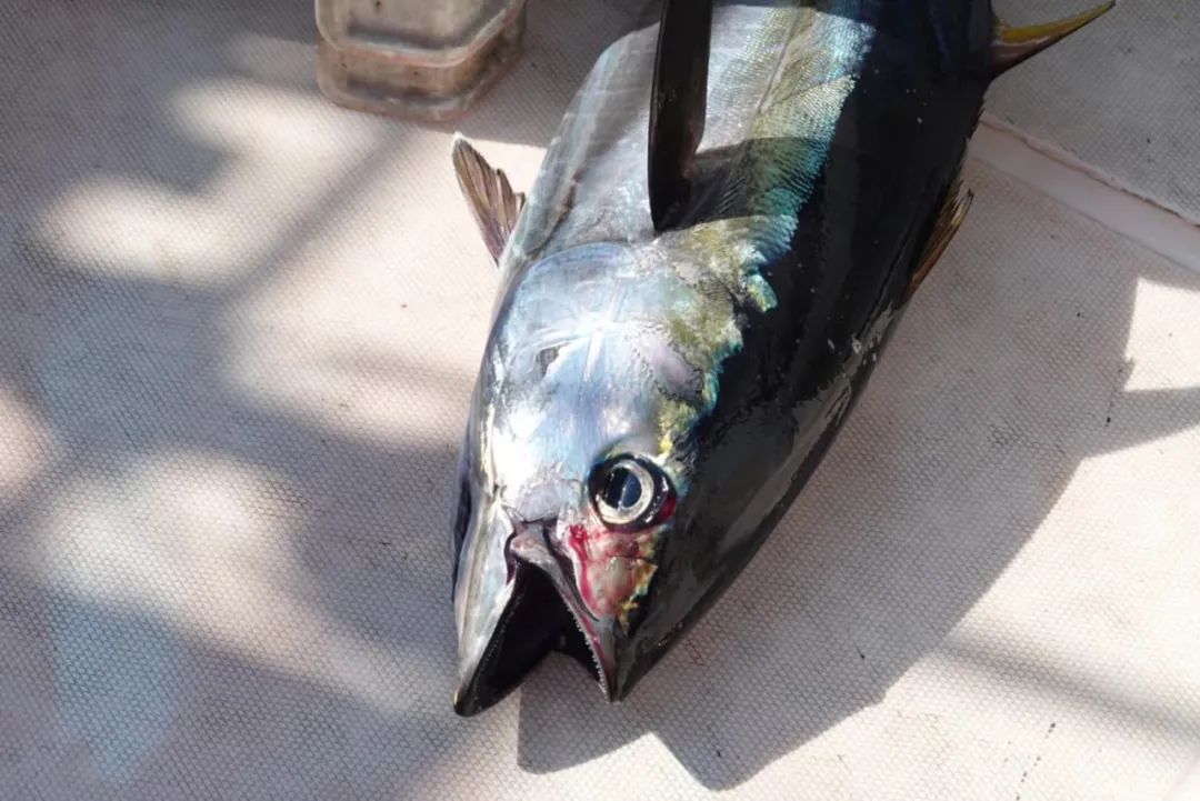 野奢不被鄙视?问问那些爱钓鱼的老孩子们,他们有活蹦乱跳的经验