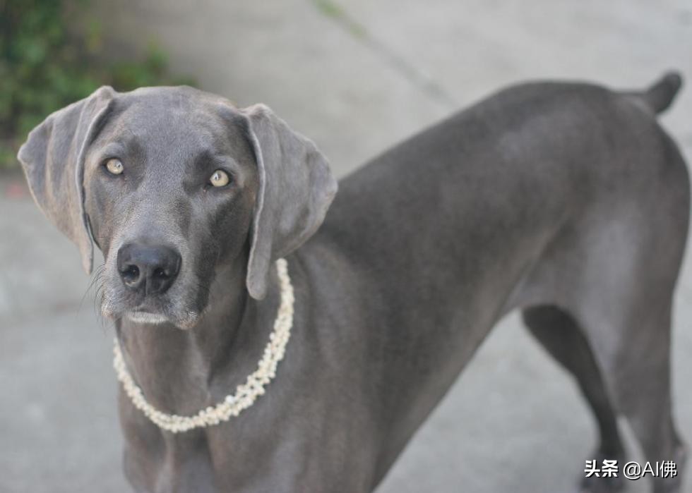 中国犬种起源与进化,比熊犬犬种起源