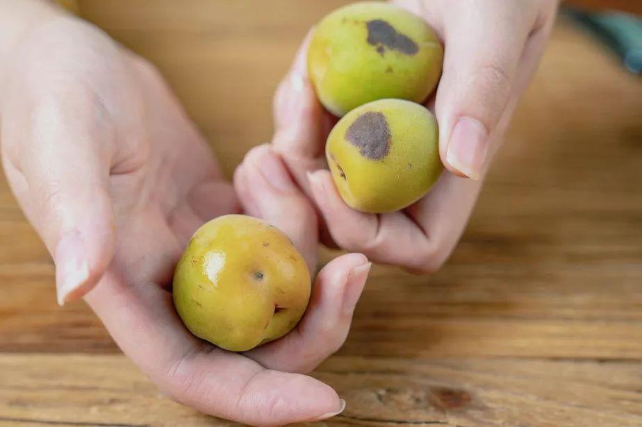 青梅的做法酸甜视频,爽脆青梅的做法