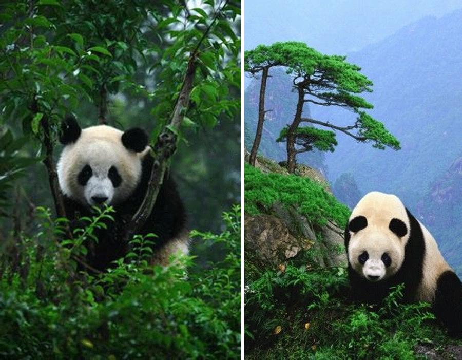 儿童画森林画法简单又漂亮,儿童画教程创意植物