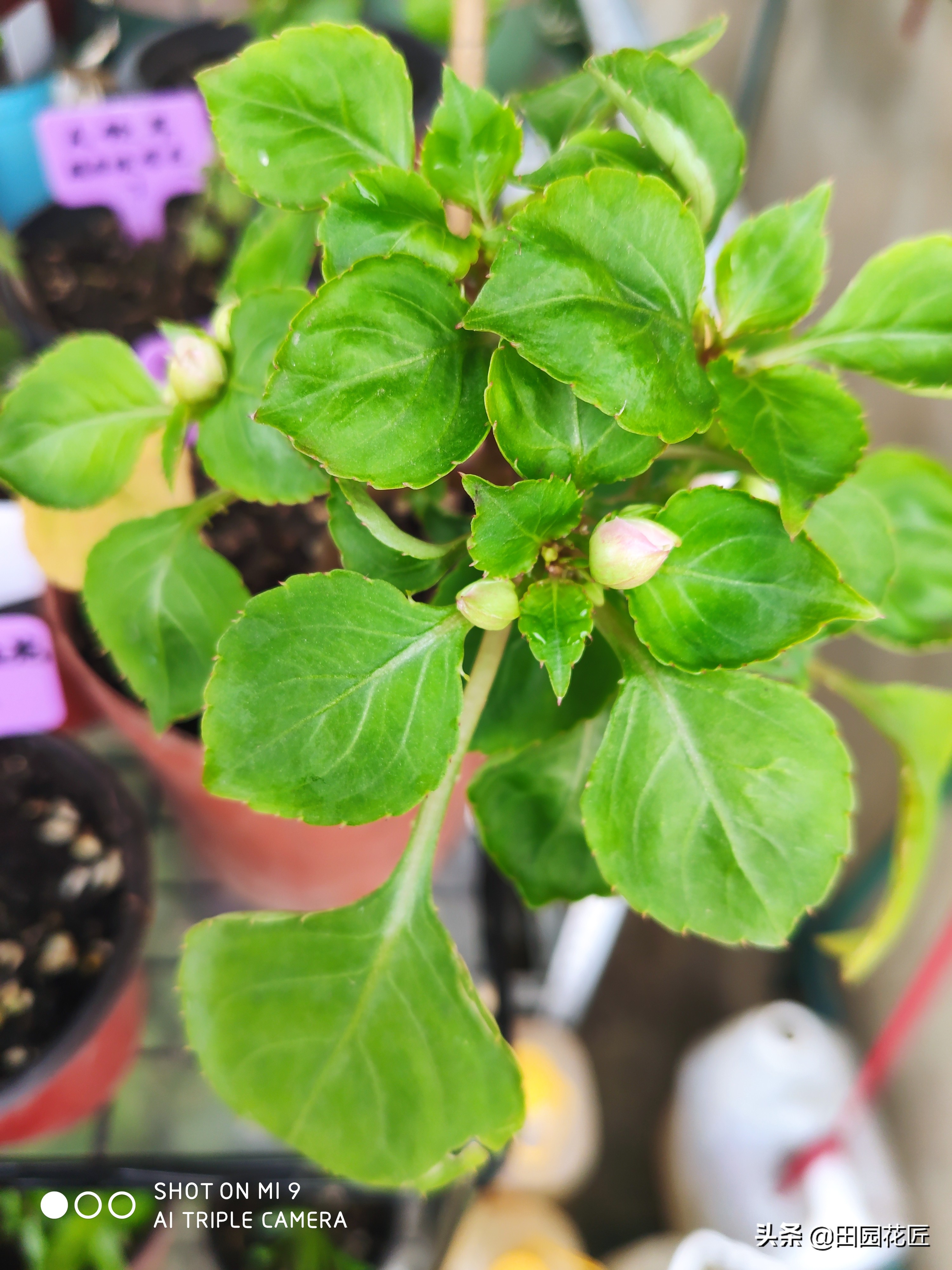 非洲重瓣凤仙，度夏困难易死株？其实不然，只因您没有这样养护