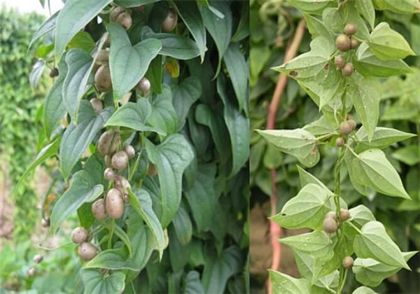 山药高产栽培技术,山药的栽培要点