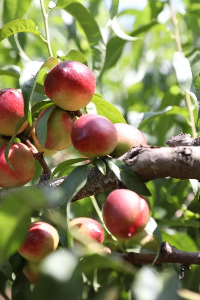 四川宜宾姑娘嫁内蒙古,四川宜宾女子出嫁