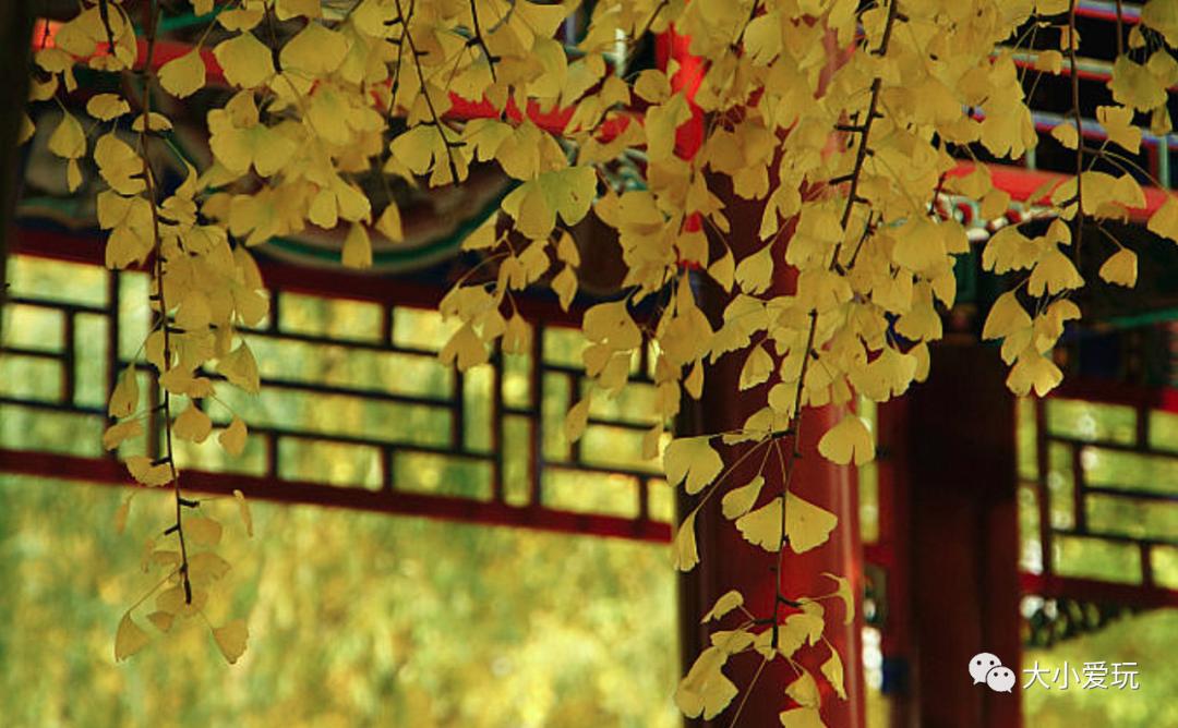 北京红螺寺银杏最佳观赏时间,北京赏银杏景区有哪些