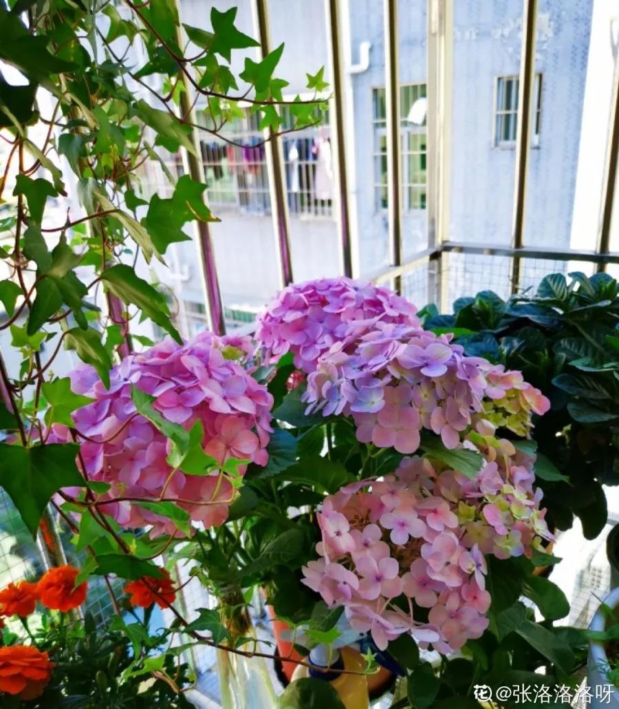 适合阳台养的四季开花有花香的花,花期长耐热耐寒又好养的花卉