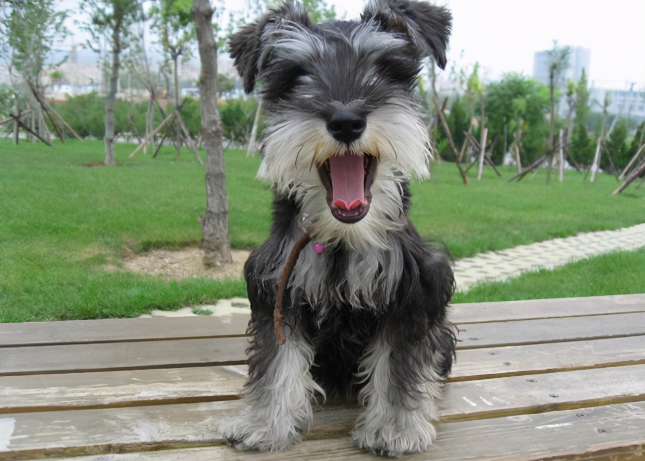 小老头雪纳瑞的缺点,小老头雪纳瑞缺点