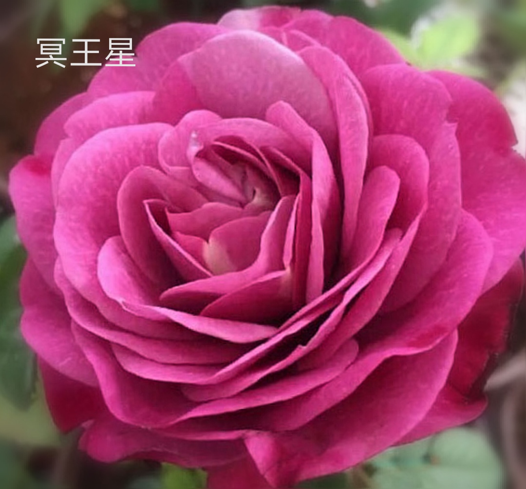 阳台系列月季品种大全,微型月季藤本月季