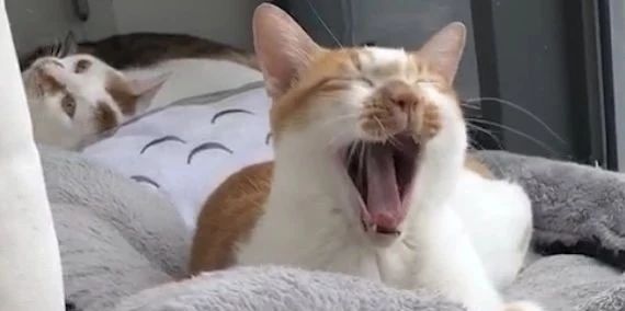 你的猫是否也有一个糟糕的口腔环境？谈谈猫口腔疾病那些事儿