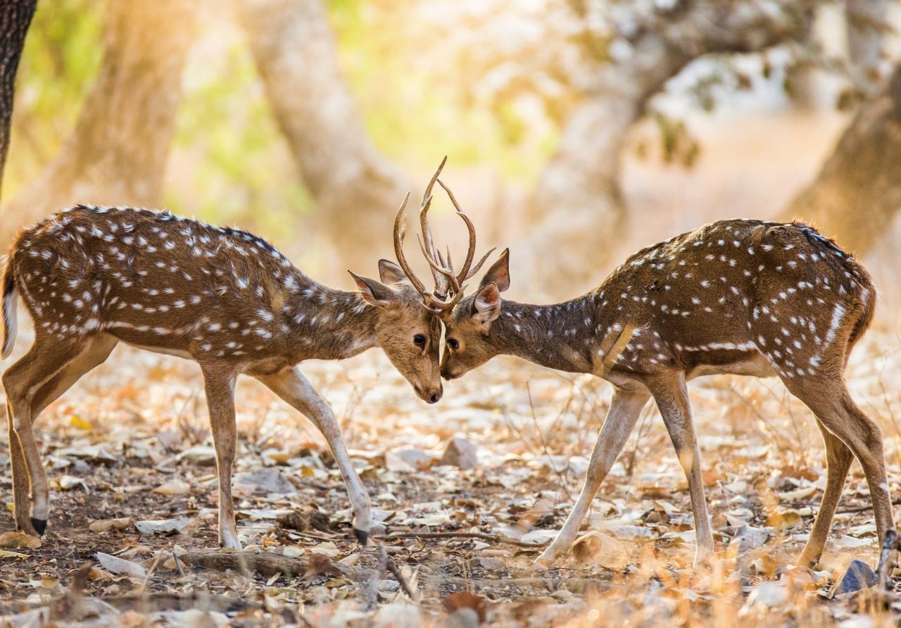 人类存在费洛蒙吗,浓缩费洛蒙真能吸引异性吗