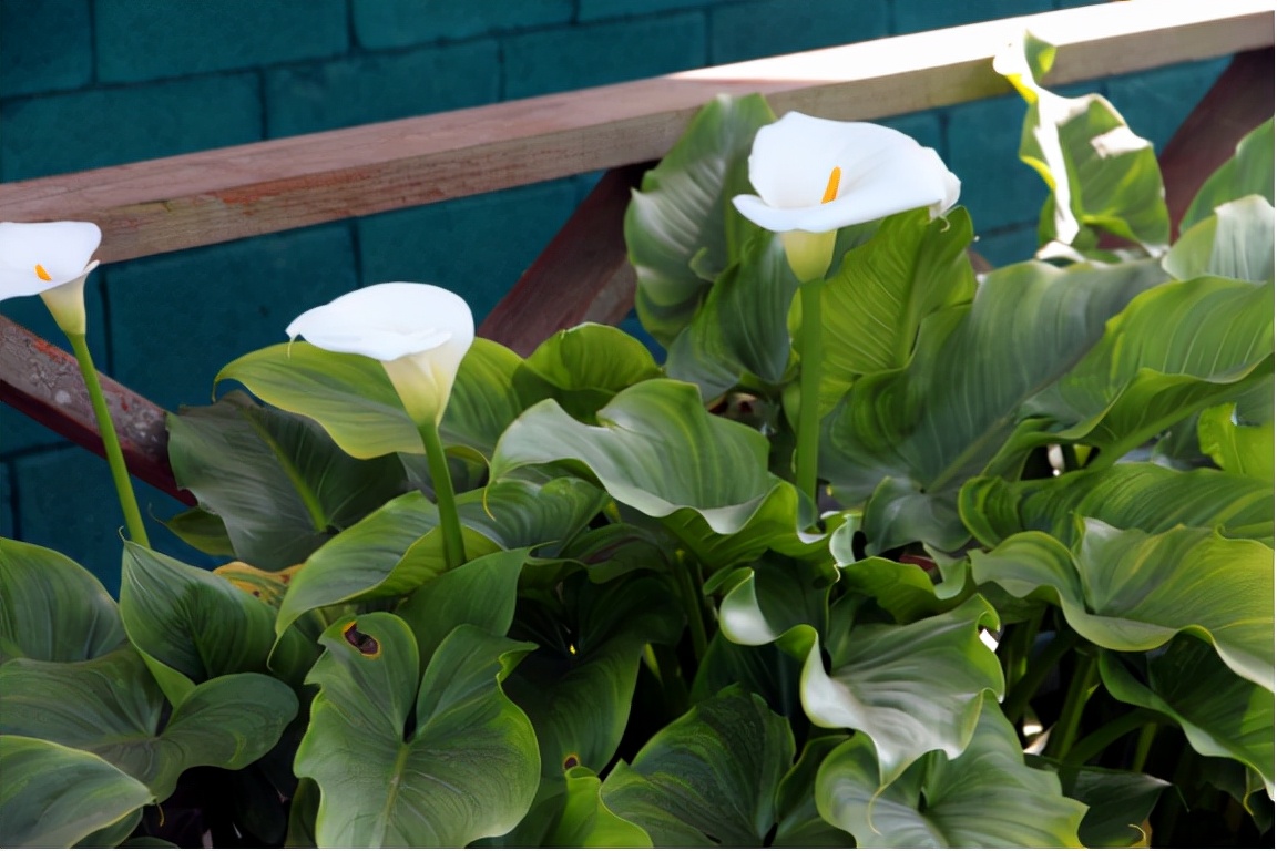 园林花卉学知识点,园林花卉学第三版知识点