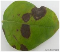 蓝莓枝枯病害图片大全,蓝莓果都有哪些病害