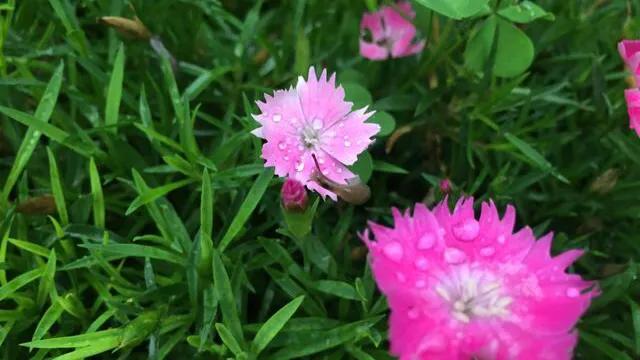 水晶之恋季方语,诗歌水晶之恋