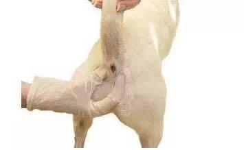 狗狗屁股蹭地面,狗狗屁股蹭地会不拉屎吗