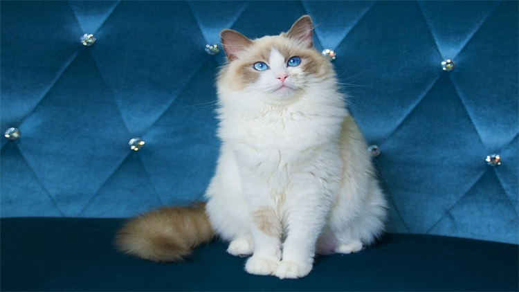 自己给猫洗澡的省钱妙招,用醋给猫洗澡的作用