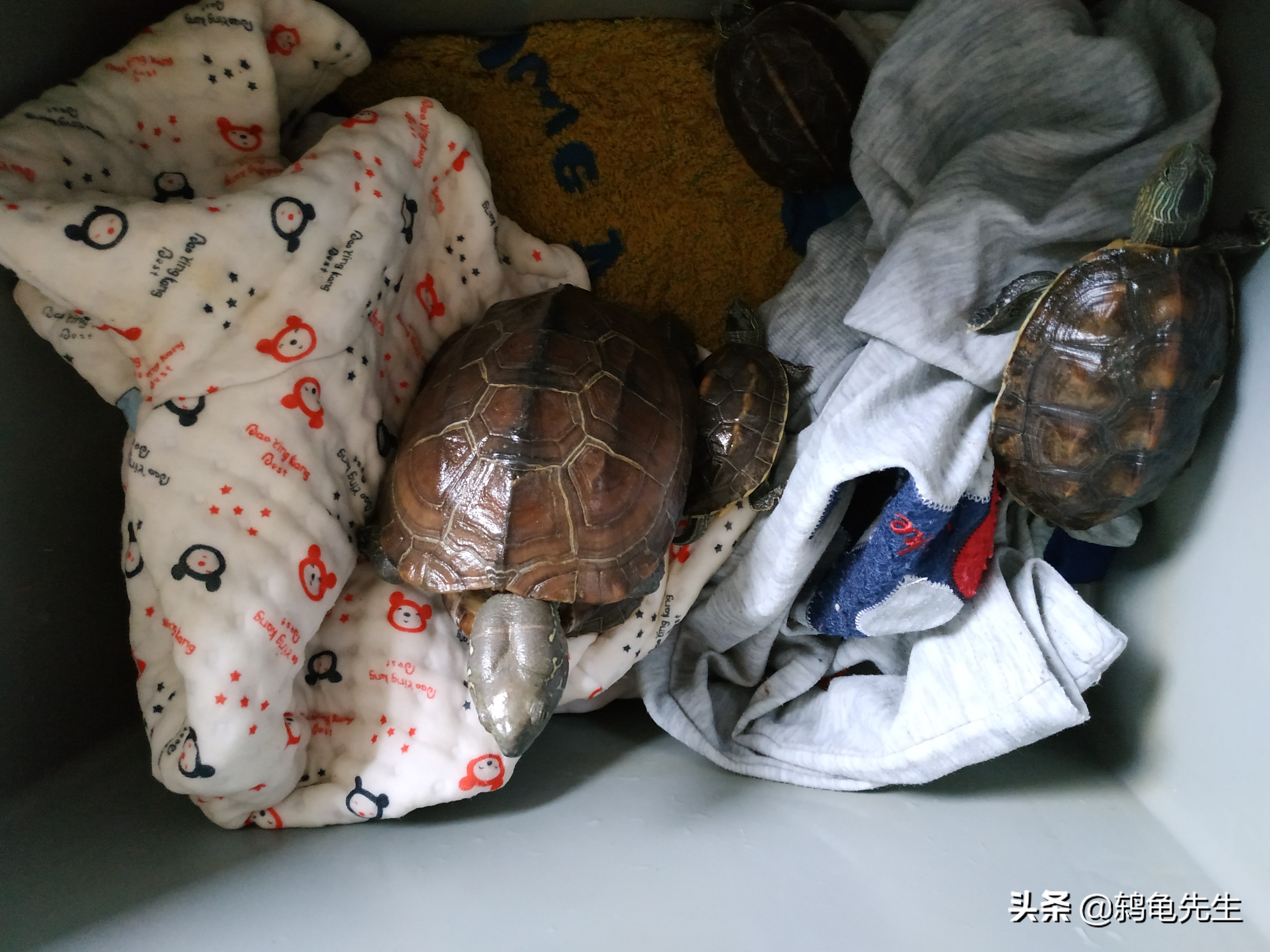 草龟冬眠的正确养法,草龟用湿毛巾冬眠法