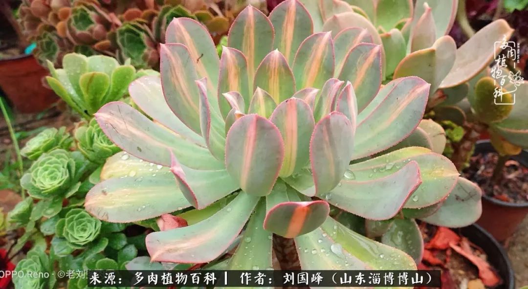 多肉植物大王叫我来巡山,大王叫我来巡山绿植