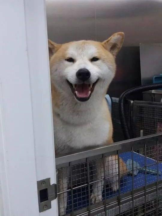 柴犬狂咬,柴犬毫无征兆回头咬