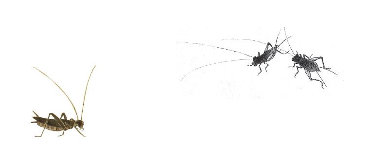 关于蟋蟀的故事,有关蟋蟀的故事