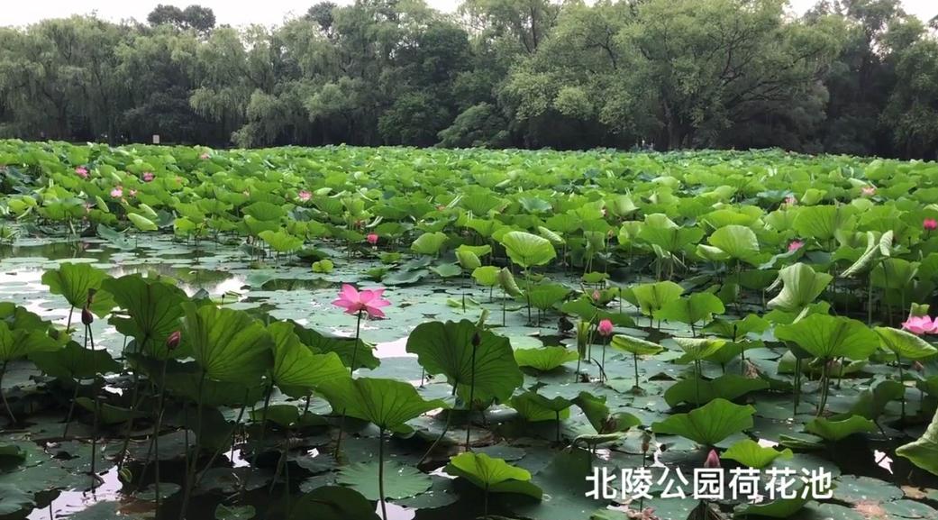 沈阳荷花花海,沈阳周边赏荷花