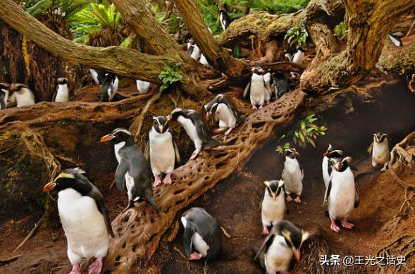 牛羊比人多十倍的新西兰，是如何成为世界前十的发达国家的？