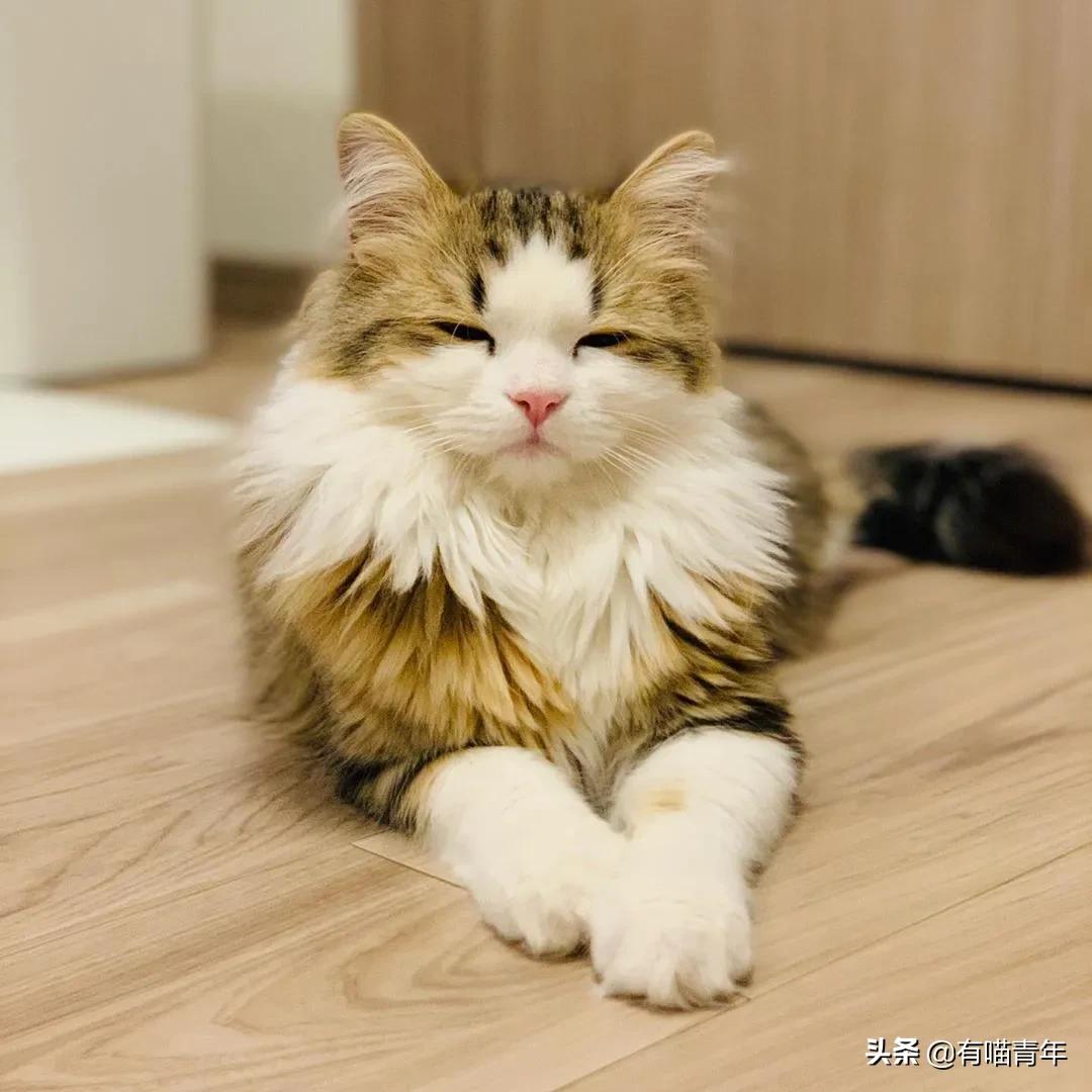 漂亮的三花猫欣赏,最迷人的三花猫