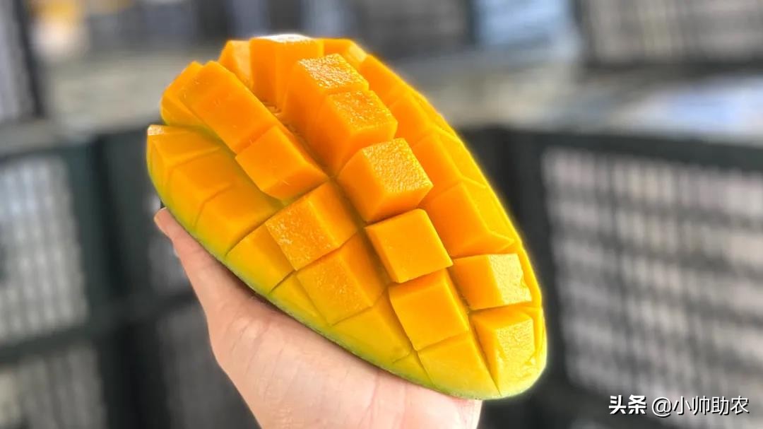 芒果界的“巨无霸”，核薄肉多软糯爽滑，大快朵颐超过瘾