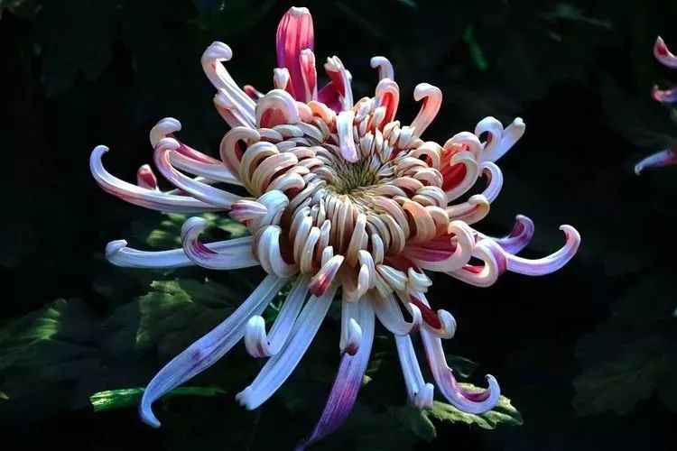 花中四君子菊花,花中四君子菊花的简介