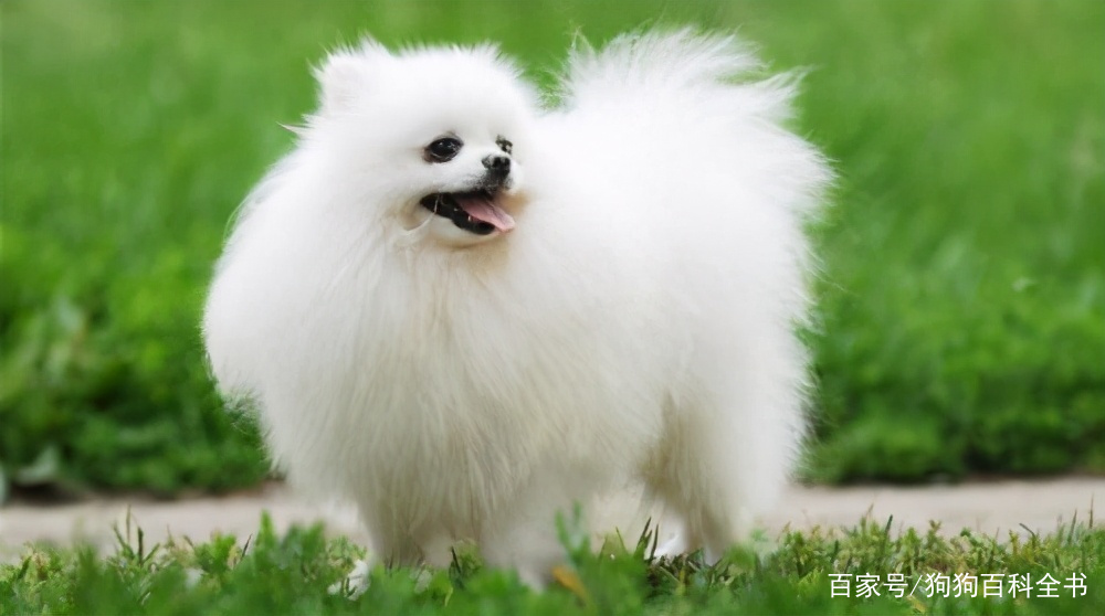 小体博美去除泪痕,有什么办法能去掉博美的泪痕